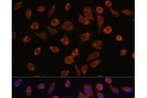 Immunofluorescence analysis of L929 cells using NDUFAF2 Polyclonal Antibody at dilution of 1:100. (NDUFAF2 anticorps)