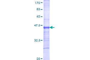 Image no. 1 for Interleukin 12 Receptor, beta 2 (IL12RB2) (AA 105-214) protein (GST tag) (ABIN1307683)