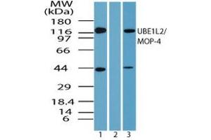 Image no. 1 for anti-Ubiquitin-Like Modifier Activating Enzyme 6 (UBA6) (AA 775-825) antibody (ABIN960395) (UBA6 anticorps  (AA 775-825))