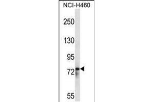 Western blot analysis in NCI-H460 cell line lysates (35ug/lane). (RBM12 anticorps  (AA 575-603))