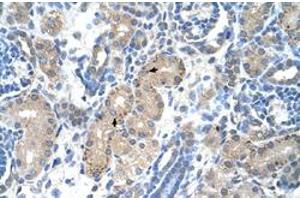 Immunohistochemical staining (Formalin-fixed paraffin-embedded sections) of human kidney with FOXR2 polyclonal antibody  at 4-8 ug/mL working concentration. (FOXR2 anticorps  (N-Term))