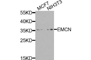 Western blot analysis of extracts of various cell lines, using EMCN antibody. (Endomucin anticorps)