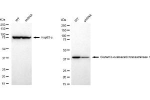 Western blotting analysis using Glutamic-oxaloacetic transaminase 1 antibody (ABIN7798744).
