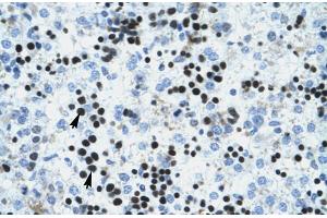 Human Liver; IVNS1ABP antibody - N-terminal region in Human Liver cells using Immunohistochemistry
