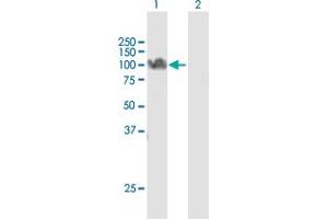 Western Blot analysis of STAT5A expression in transfected 293T cell line by STAT5A MaxPab polyclonal antibody. (STAT5A anticorps  (AA 1-794))