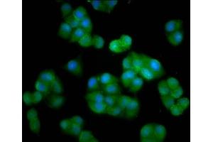 Immunofluorescence staining of Hela cells with ABIN7150946 at 1:33, counter-stained with DAPI. (HERC5 anticorps  (AA 153-284))
