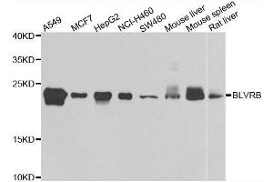 Western blot analysis of extracts of various cell lines, using BLVRB antibody. (BLVRB anticorps  (AA 1-206))