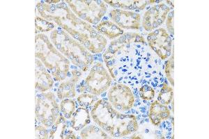 Immunohistochemistry of paraffin-embedded mouse kidney using COX6A1 antibody at dilution of 1:100 (x40 lens). (COX6A1 anticorps)