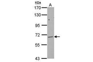 Image no. 3 for anti-GPI Anchor Attachment Protein 1 (GPAA1) (AA 201-539) antibody (ABIN1501893) (GPAA1 anticorps  (AA 201-539))