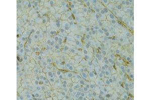 Immunohistochemistry of paraffin-embedded Rat pancreas using KCNJ1 Polyclonal Antibody at dilution of 1:100 (40x lens). (KCNJ1 anticorps)