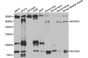 Western blot analysis of extracts of various cell lines, using NOTCH3 antibody (ABIN5971594) at 1:400 dilution. (NOTCH3 anticorps)