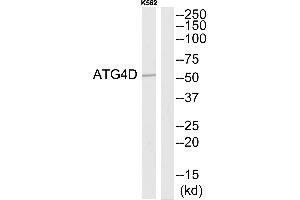 Western blot analysis of extracts from K562 cells, using ATG4D antibody. (ATG4D anticorps  (N-Term))