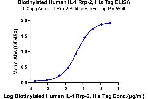 Immobilized Anti-IL-1 Rrp-2 Antibody, hFc Tag at 0.