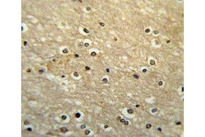 PAX-6 antibody immunohistochemistry analysis in formalin fixed and paraffin embedded human brain tissue