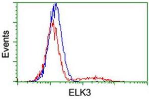 Image no. 3 for anti-ELK3, ETS-Domain Protein (SRF Accessory Protein 2) (ELK3) antibody (ABIN1498005) (ELK3 anticorps)