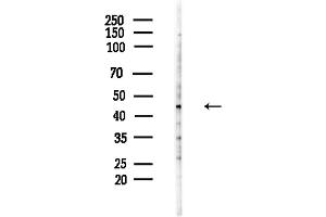 Western blot analysis of lysates from Hela cells(LPS,4h treatment), using GNAS Antibody at 1/1000 dilution.