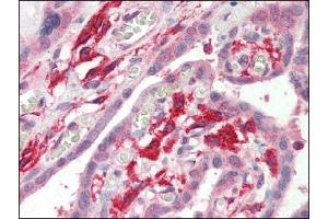 Image no. 1 for anti-Ionized Calcium-binding Adapter Molecule 1 (IBA1) (C-Term) antibody (ABIN372771) (Iba1 anticorps  (C-Term))