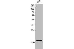 Western Blot analysis of 823 cells using CD235a Polyclonal Antibody