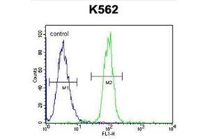 Flow cytometric analysis of K562 cells using TCF21 Antibody (C-term) Cat.