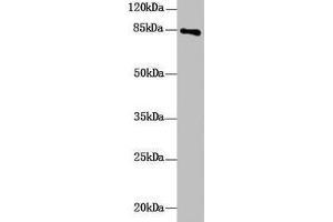 Western Blot All lanes: DHX32 antibody at 10 μg/mL + Mouse liver tissue Secondary Goat polyclonal to rabbit IgG at 1/10000 dilution Predicted band size: 85, 76 kDa Observed band size: 85 kDa (DHX32 anticorps  (AA 301-500))