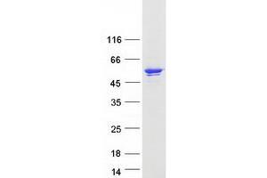 Validation with Western Blot