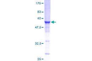 SDS-PAGE (SDS) image for RAB3C, Member RAS Oncogene Family (Rab3c) (AA 1-227) protein (GST tag) (ABIN1317143)