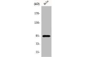 Western Blot analysis of HepG2 cells using GIT1 Polyclonal Antibody