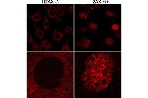 Immunofluorescence (IF) image for anti-H2A Histone Family, Member X (H2AFX) (C-Term) antibody (ABIN7449536) (H2AFX anticorps  (C-Term))