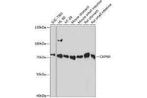 Western blot analysis of extracts of various cell lines using CAPN9 Polyclonal Antibody at dilution of 1:3000.