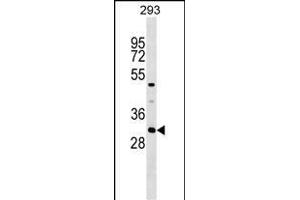 ASB7 Antibody (Center) (ABIN1538643 and ABIN2849554) western blot analysis in 293 cell line lysates (35 μg/lane). (ASB7 anticorps  (AA 82-108))