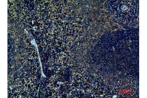 Immunohistochemistry (IHC) analysis of paraffin-embedded Mouse Spleen, antibody was diluted at 1:100.
