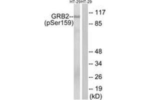 Western blot analysis of extracts from HT29 cells treated with serum 20% 15', using GRB2 (Phospho-Ser159) Antibody. (GRB2 anticorps  (pSer159))