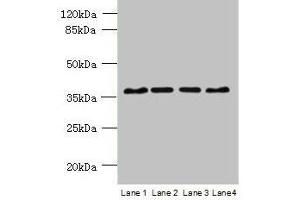 Western blot All lanes: C8orf48 antibody at 1 μg/mL Lane 1: HepG2 whole cell lysate Lane 2: Mouse liver tissue Lane 3: MCF-7 whole cell lysate Lane 4: K562 whole cell lysate Secondary Goat polyclonal to rabbit IgG at 1/10000 dilution Predicted band size: 37 kDa Observed band size: 37 kDa (C8orf48 anticorps  (AA 1-319))
