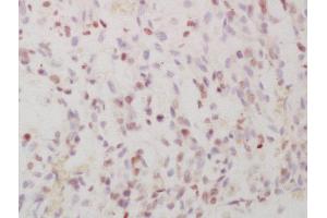 Formalin-fixed and paraffin embedded mouse embryo labeled with Anti-Phospho-FRA1 (Ser265)Polyclonal Antibody, Unconjugated  at 1:200 followed by conjugation to the secondary antibody and DAB staining (FOSL1 anticorps  (pSer265))