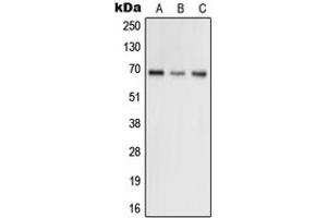 Western blot analysis of GRK5 expression in H9C2 (A), HEK293T (B), HeLa (C) whole cell lysates.