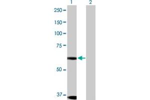 Western Blot analysis of DYRK1B expression in transfected 293T cell line by DYRK1B MaxPab polyclonal antibody.