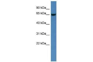 Gns antibody used at 0. (GNS anticorps  (C-Term))
