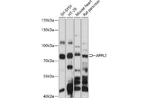 Western blot analysis of extracts of various cell lines, using  antibody (ABIN7265444) at 1:1000 dilution. (APPL2 anticorps  (AA 1-300))
