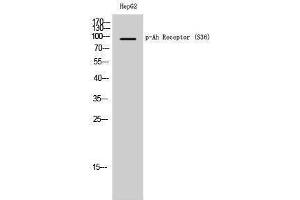 Western Blotting (WB) image for anti-Aryl Hydrocarbon Receptor (AHR) (pSer36) antibody (ABIN3173265) (Aryl Hydrocarbon Receptor anticorps  (pSer36))