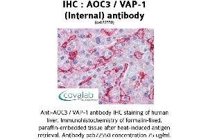 Image no. 1 for anti-Amine Oxidase, Copper Containing 3 (Vascular Adhesion Protein 1) (AOC3) (C-Term), (Internal Region) antibody (ABIN1731826) (AOC3 anticorps  (C-Term, Internal Region))