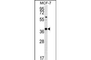 YIF1B Antibody (N-term) (ABIN656530 and ABIN2845795) western blot analysis in MCF-7 cell line lysates (35 μg/lane). (YIF1B anticorps  (N-Term))