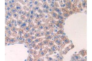 IHC-P analysis of Mouse Liver Tissue, with DAB staining. (IL17RE anticorps  (AA 457-630))