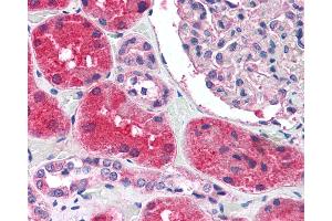 Anti-KCNN2 antibody IHC of human kidney.