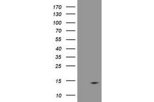 Image no. 4 for anti-D-Dopachrome Tautomerase (DDT) antibody (ABIN1497798) (DDT anticorps)