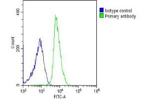 Overlay histogram showing U-2OS cells stained with (ABIN655073 and ABIN2844705) (green line). (FGL2 anticorps  (C-Term))