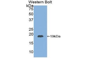 Western Blotting (WB) image for anti-Thyroid Stimulating Hormone, beta (TSHB) (AA 20-134) antibody (ABIN1078576) (TSHB anticorps  (AA 20-134))