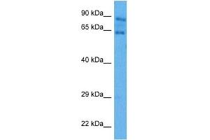 Host:  Rabbit  Target Name:  AIRE  Sample Tissue:  Mouse Skeletal Muscle  Antibody Dilution:  1ug/ml