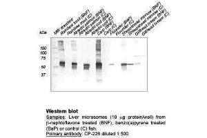 Western Blot (CYP1A anticorps)