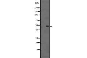Western blot analysis of SS4R expression in Jurkat cell lysate,The lane on the left is treated with the antigen-specific peptide. (SSTR4 anticorps  (C-Term))