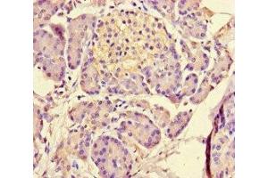 Immunohistochemistry of paraffin-embedded human pancreatic tissue using ABIN7159156 at dilution of 1:100 (MED31 anticorps  (AA 2-72))